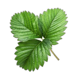 Image of Raspberry Nectar note